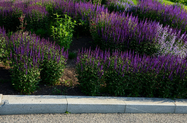 床上的五颜六色的草原花在城市环境吸引昆虫和蝴蝶，覆盖着砂砾。在精油的角落里，巨石迎着边缘穿越图片下载