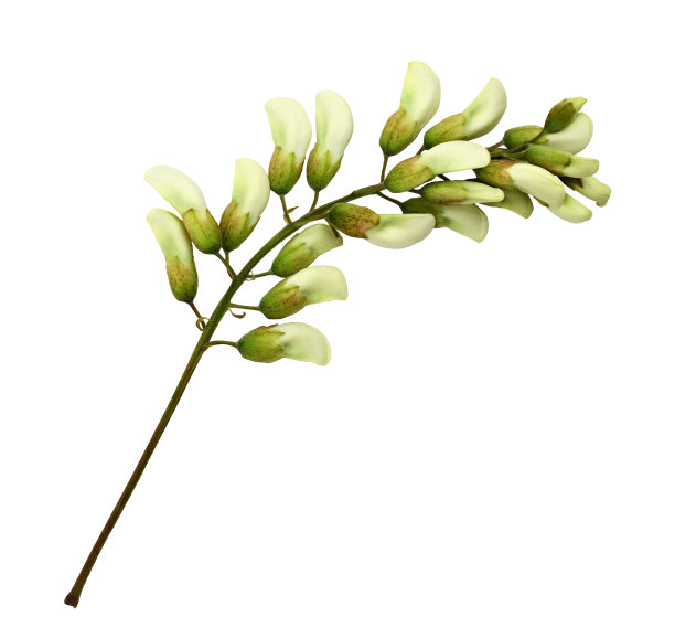 孤立的金合欢花的芽的小枝图片下载