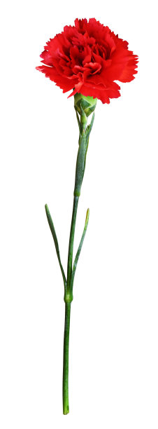 红康乃馨图片下载