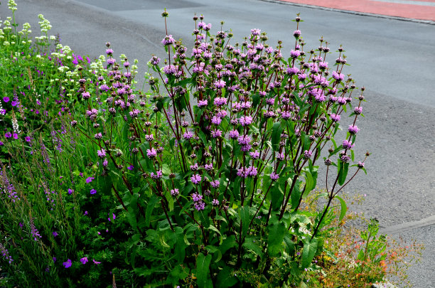 在春天，它会长出闪亮的深绿色心形叶子，从春天到秋天，它们会被拉长，看起来很吸引人。它在6月到7月开花，紫色的花朵形状像聋人图片下载