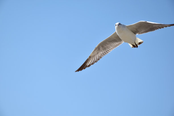 海鸥在海上的天空中飞翔图片下载