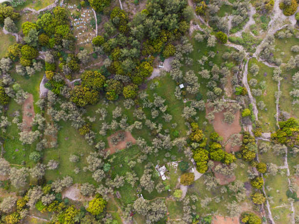 村里有鲜艳的鲜花图片下载