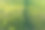 一片长满白色三叶草的绿色草坪。一部分草被均匀地修剪。地面被低垂的夕阳照亮了。背景。纹理。图片下载