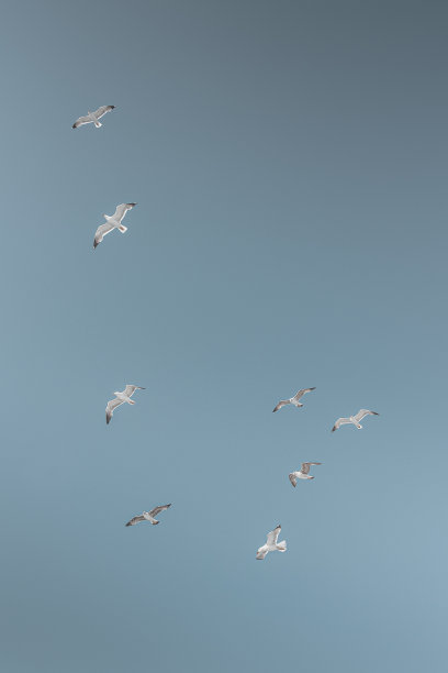 海鸥在蓝天前图片下载