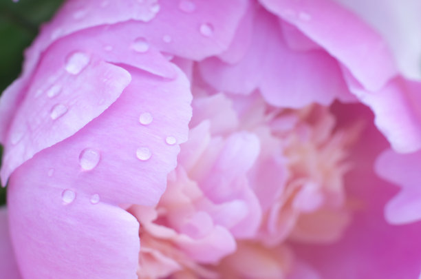 牡丹花蕾与水滴的微距照片。美妙的自然背景。贺卡或图片图片下载