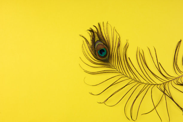 彩纸上的孔雀羽毛图片下载