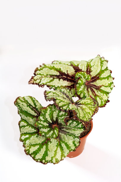 室内植物海棠DS西瓜，热带树叶自然背景，近距离上的光背景。花店的概念图片下载