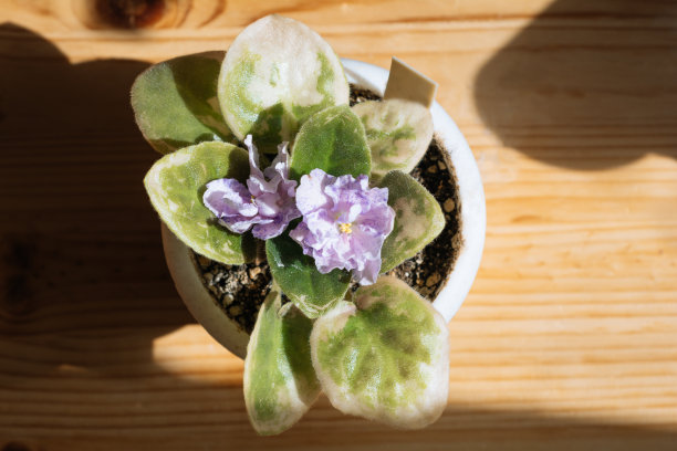 一张蓝色芬芳紫罗兰花海洋公主的微距照片。在绿色叶子的背景上的圣蒲草。图片下载