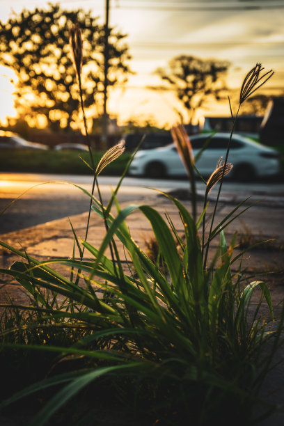 草花植物生长图片下载