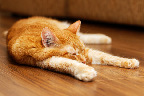 一个红色的猫躺在木地板上睡觉的特写。浅的焦点。图片下载