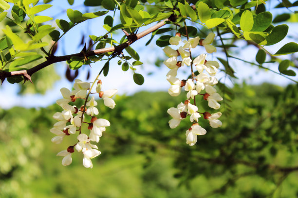 刺槐图片下载