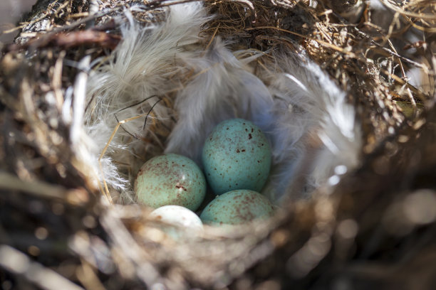 鸟小金翅(lat。金丝雀(Carduelis chloris)，在自然栖息地筑巢，两只“苔原踢踏舞”的小雏鸟，刚从蛋里孵出来图片下载