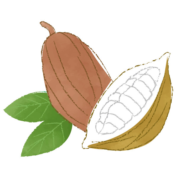 两个可可坚果的水彩风格插图图片下载