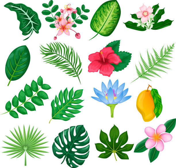 热带的花和叶收集孤立图片下载