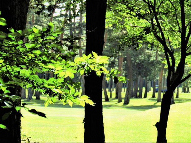 日本。五月林中空地图片下载