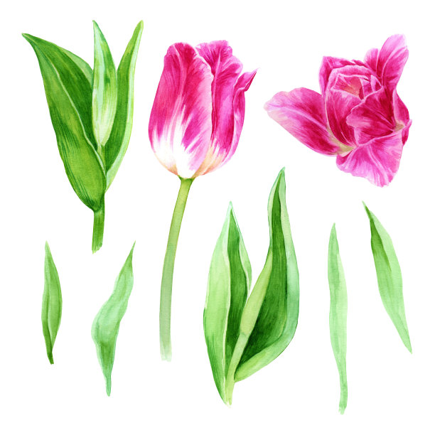 一套水彩花。粉红色的郁金香，茎，叶。明亮的植物插图孤立在白色背景。适合婚礼，周年纪念，生日，邀请，浪漫图片下载
