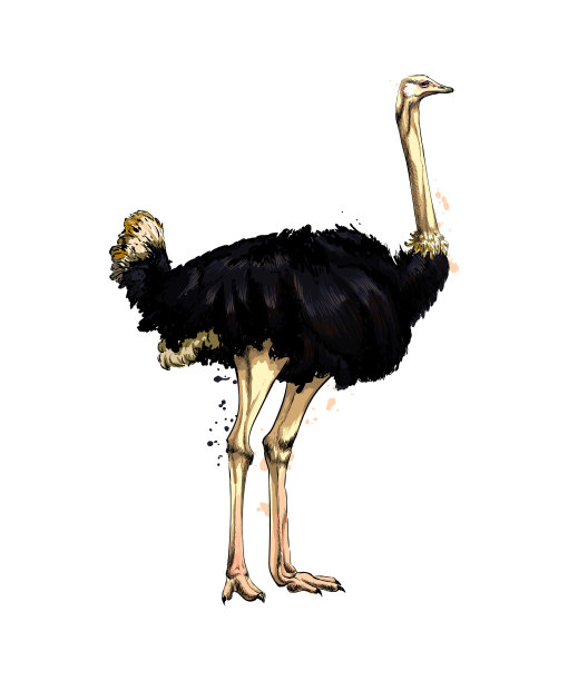 鸵鸟从水彩画飞溅而出图片下载