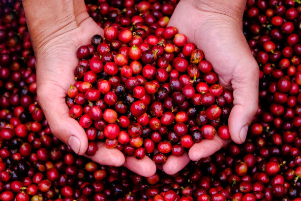 靠近新鲜的红樱桃咖啡豆在农民手中有机生产，不喷洒图片下载