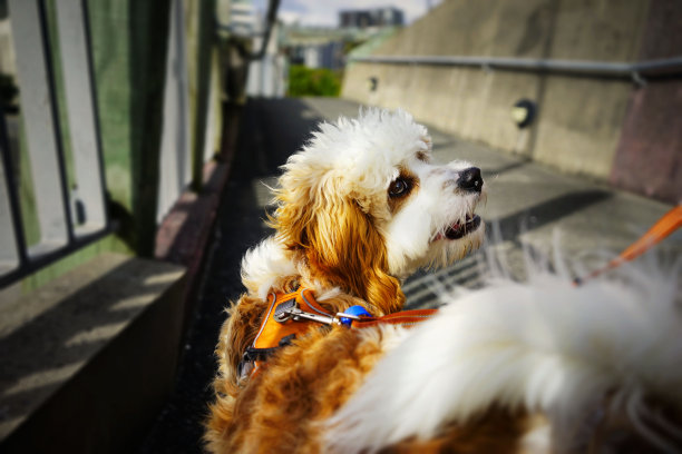 小狗Walkies图片下载