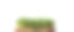 白色背景上的芥末、芝麻菜和其他植物的微型绿色植物图片下载