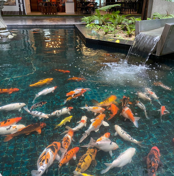 鲤鱼锦鲤图片下载