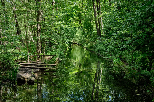 绿色沼泽区:柏林北岸的“Hundekehlegraben”Grunewaldsee(“Lake Grunewald”)图片下载
