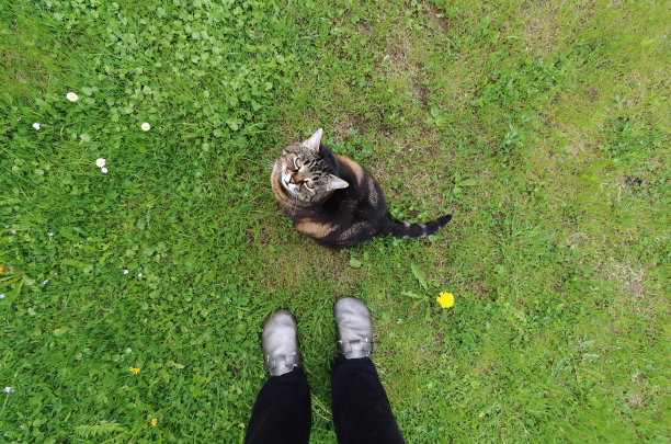 广角拍摄的猫坐在草地前的女人的脚图片下载