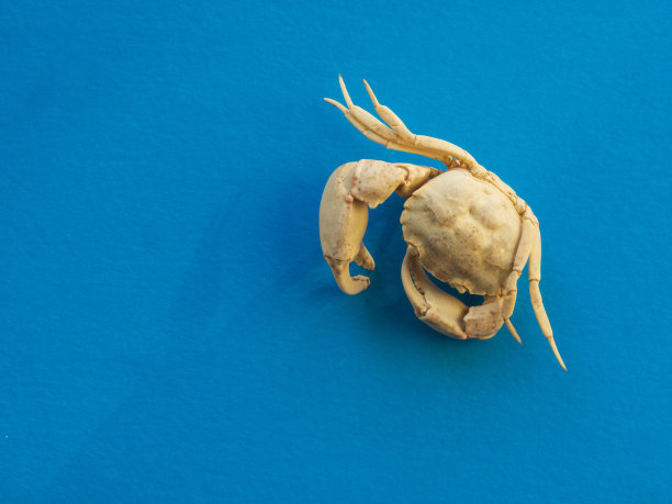 在蓝色纸背景上的干海蟹的特写。图片下载