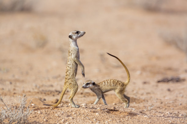 南非Kgalagadi越境公园的猫鼬图片下载