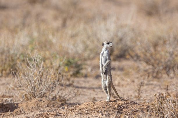 南非Kgalagadi越境公园的猫鼬图片下载