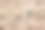 南非Kgalagadi越境公园的猫鼬图片下载