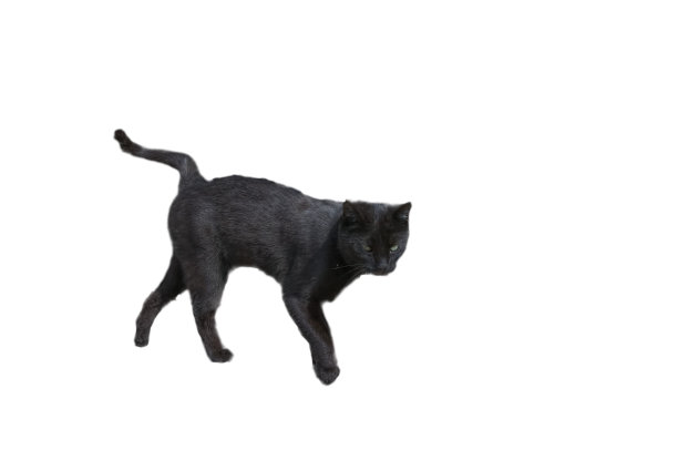 白衣黑猫图片下载