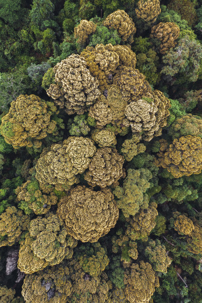 开花树木间的公路图片下载