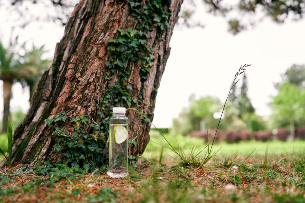 在公园的一棵大云杉旁放着一瓶柠檬水图片下载