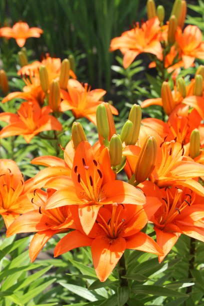 亚洲橙色莉莉。夏天在花园里盛开。大而明亮的花朵。照片墙纸，祷告枕头，笔记本封面和速写本的打印。图片下载