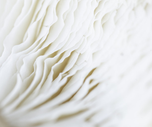 蘑菇的细节图片下载