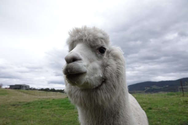 白色的羊驼看着镜头图片下载