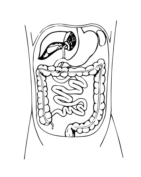 人体腹部有内脏的横切面。胃，肠，肝，胰，脾。手绘风格矢量插图。图片下载