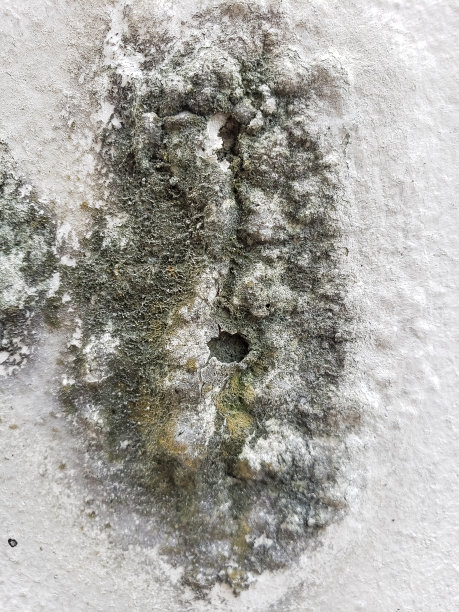 近距离墙面油漆被苔藓和损坏图片下载