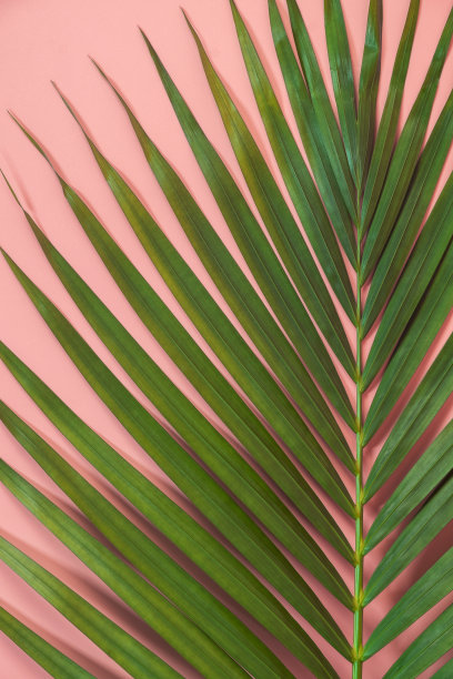棕榈叶躺在粉红色的背景上。图片下载