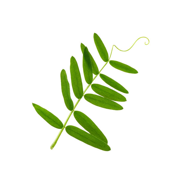 野豌豆的绿叶，具小的孤立的十节图片下载