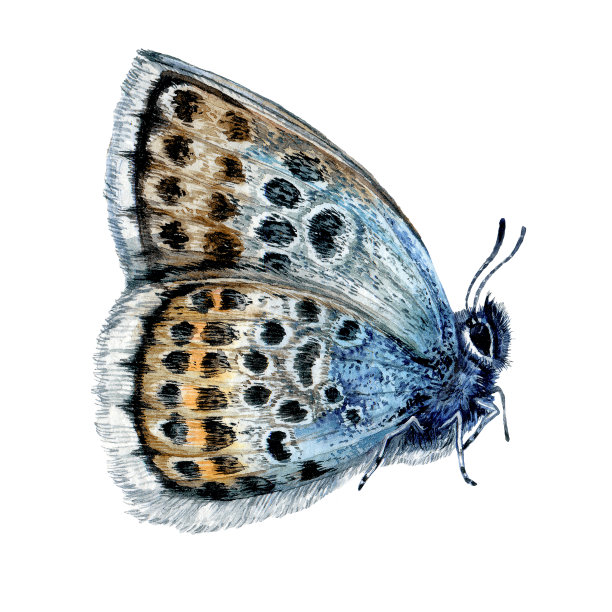 水彩插图坐银镶蓝蝴蝶图片下载