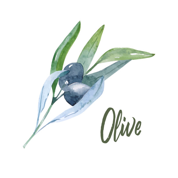 水彩橄榄枝。白色背景上的橄榄枝素描图片下载