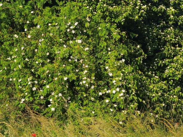 有花的蔷薇灌木图片下载