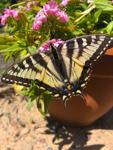 美丽的帝王蝶在夏天的时候享受一个小的漂亮的粉红色花的花蜜在一个罐子里图片下载