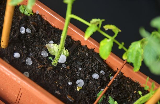 一种被冰雹包围的番茄小植物。晚上的照片图片下载