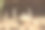 猫鼬在自然栖息地一群一群地玩耍。野生照片与不错的散焦图片下载