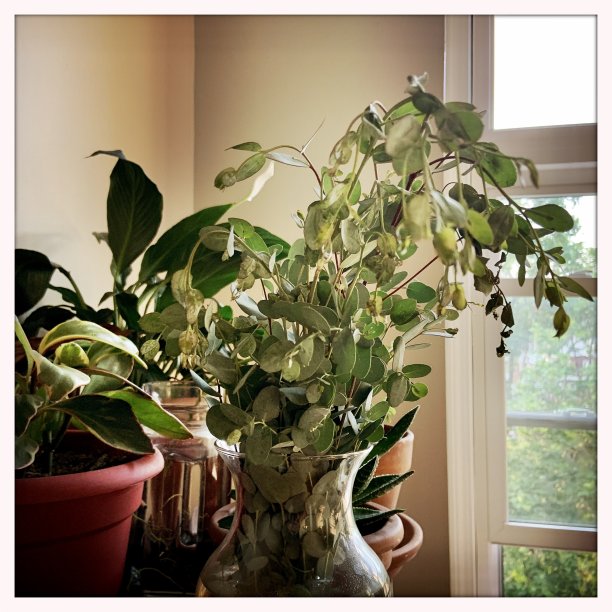 花瓶里的桉树和窗边的室内植物图片下载