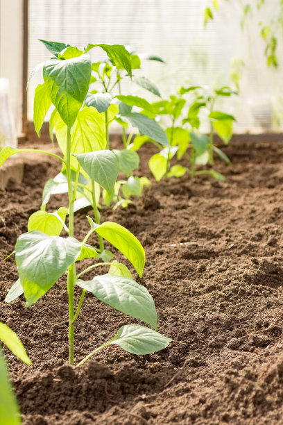 花圃温室里的甜椒幼苗。图片下载