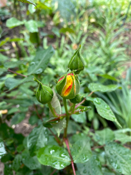 准备开花的黄色玫瑰近景与绿色的叶子在背景图片下载